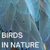 Nature Sounds Natural Music - Early Morning Birds