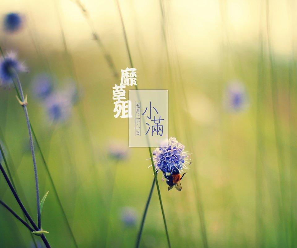 小满 - 桑葚上的猴子