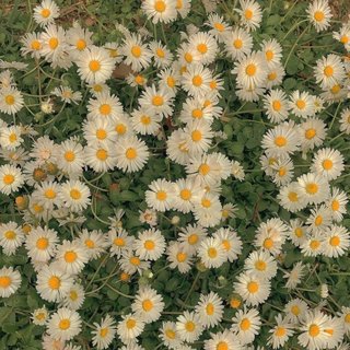 华语|把所有的春天都藏进歌里。