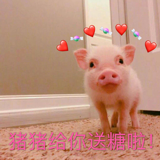 给猪猪的生活加点糖