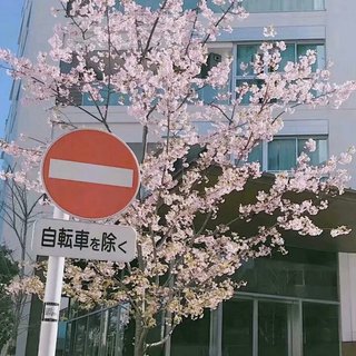 大飞鱼创建的日文歌单