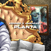 Kenser - Planta