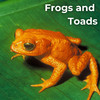 Earthly Sounds - Toad Natterjack