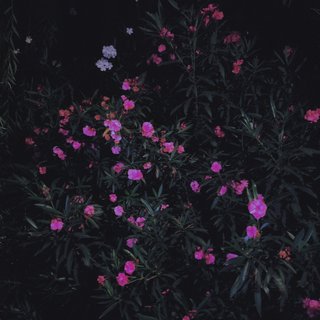 网抑云（抖音）