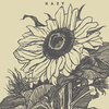 Hazy - Sunflower