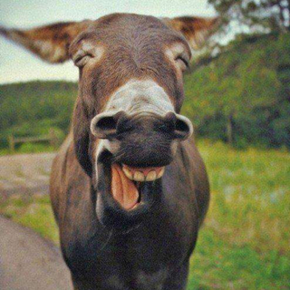 欢快的歌曲总是能带来好心情