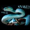Majin Vu - Snakes in da grass (feat. Deej)